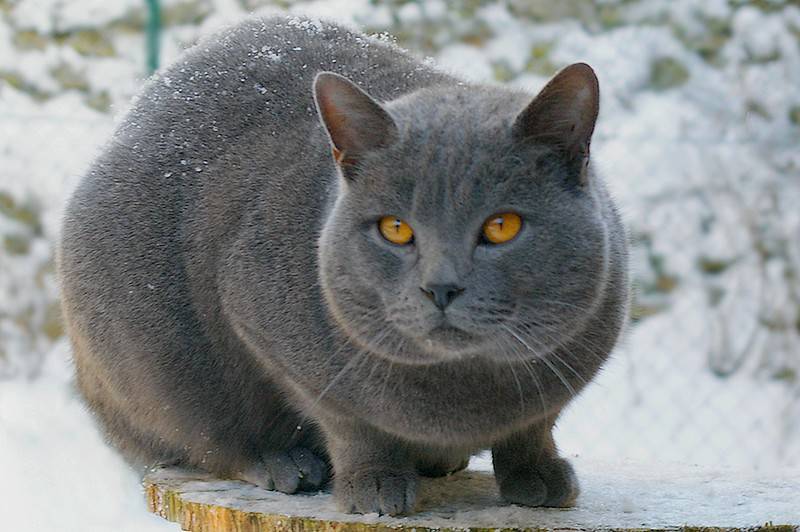 Prendersi cura gatto certosino