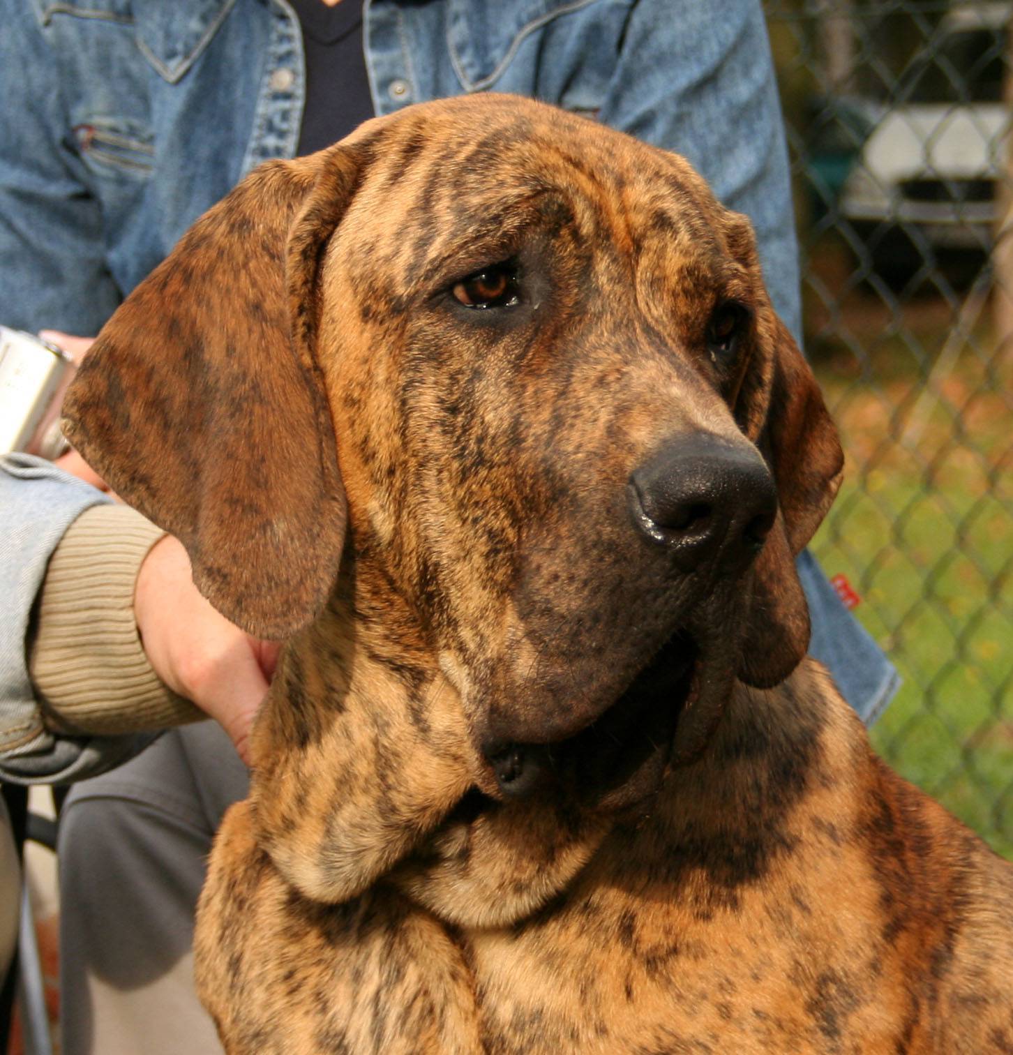 Razza Canina Dal Pelo Lanoso E Baffi Ispidi