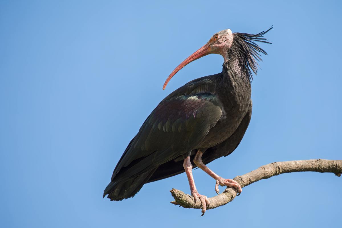 ibis eremita su un ramo