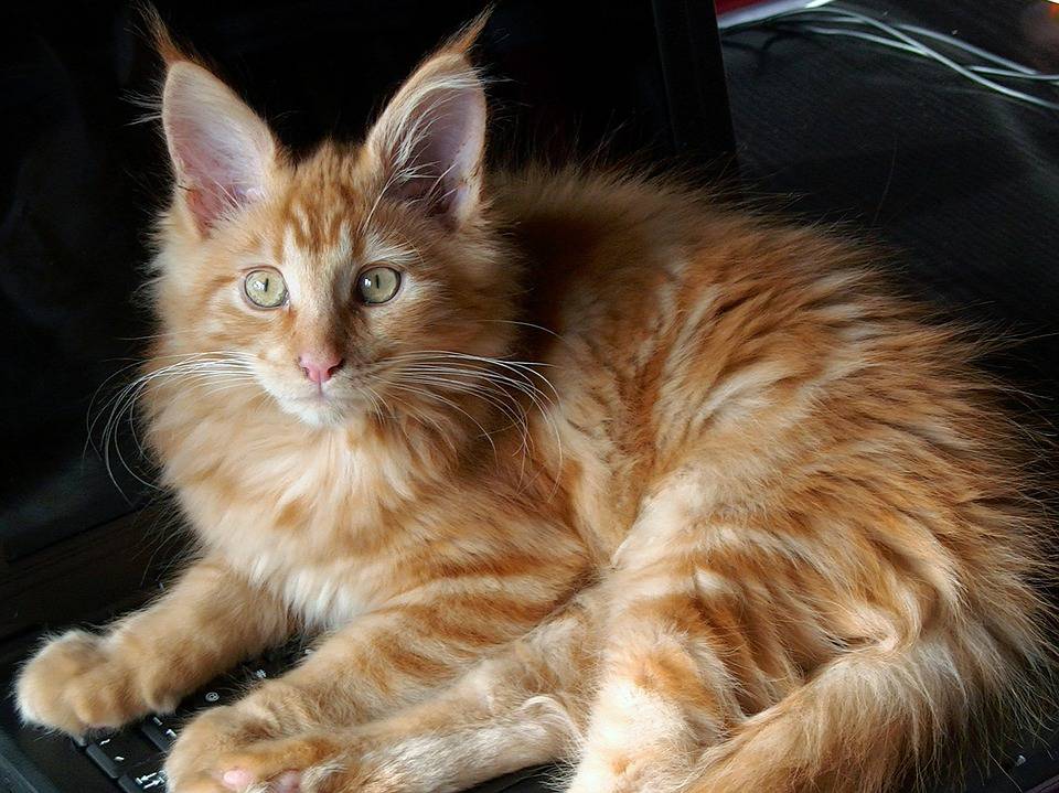 Il Maine Coon scheda completa di questa razza felina