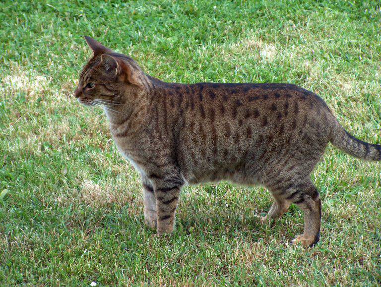 Felino Noto Anche Col Nome Di Gattopardo