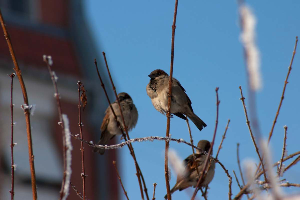passeri in inverno