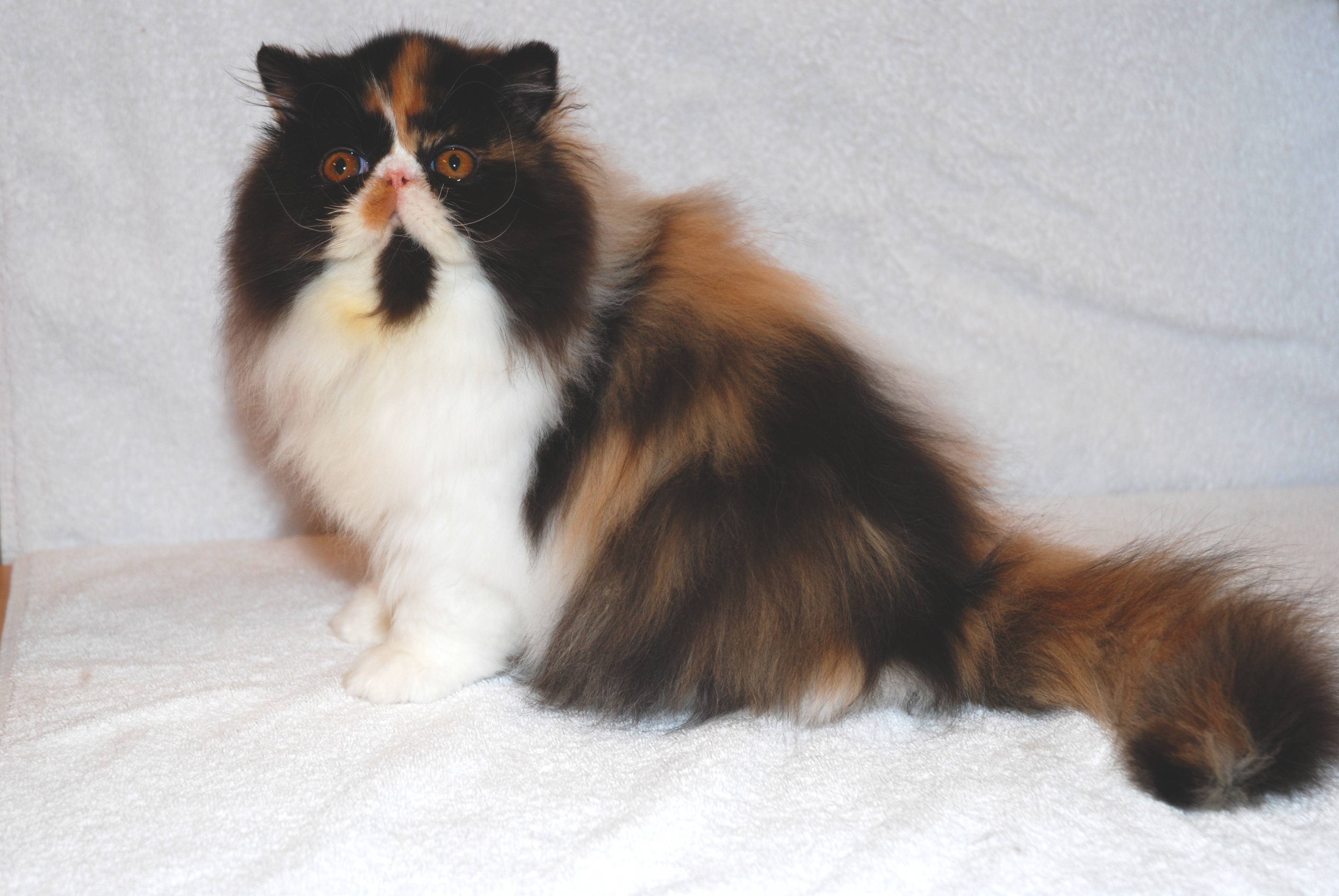 Il Persiano Calico: scheda completa di questa razza felina