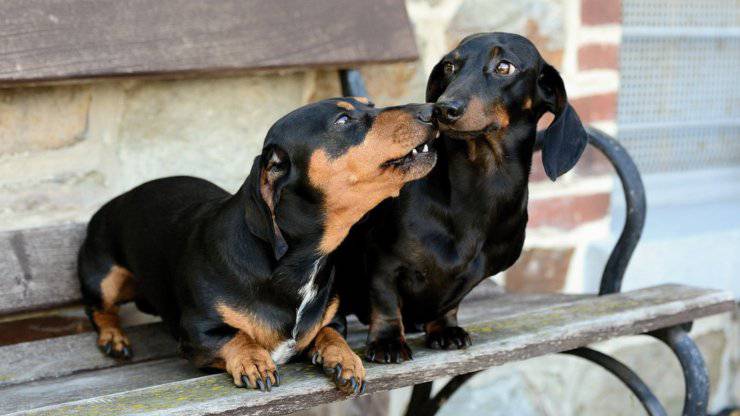 cani bassotto cane varianti