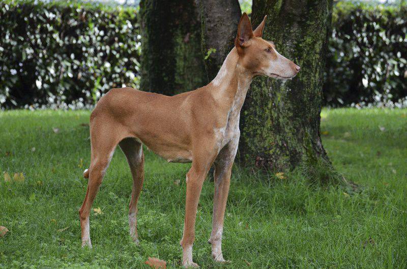 Targa Attenzione Al Cane Con Disegno Podenco Ibicenco – Cartello In PVC 3mm 15,5x11 Cm Per Esterno E Interno, Prodotto In Francia