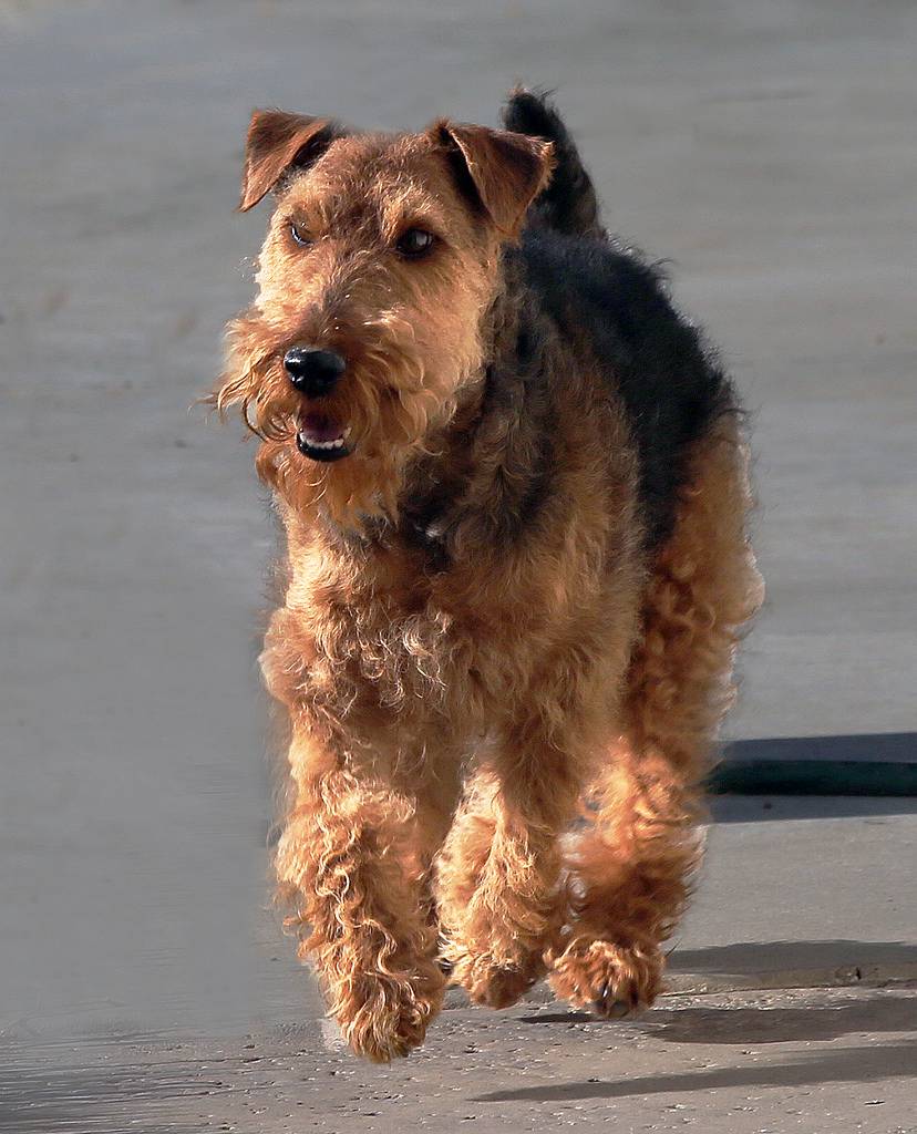 Il Welsh terrier scheda completa di questa razza canina