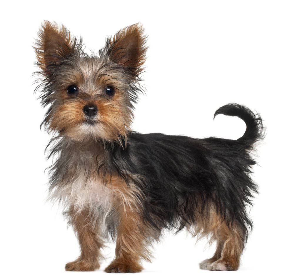Lo Yorkshire terrier scheda completa di questa razza canina