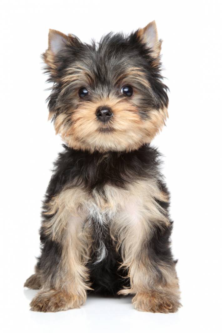 Lo Yorkshire terrier scheda completa di questa razza canina