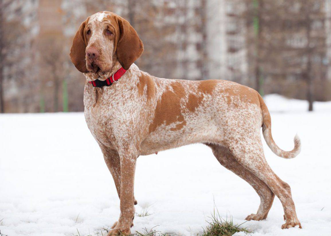 Il Bracco Italiano Scheda Completa Di Questo Cane