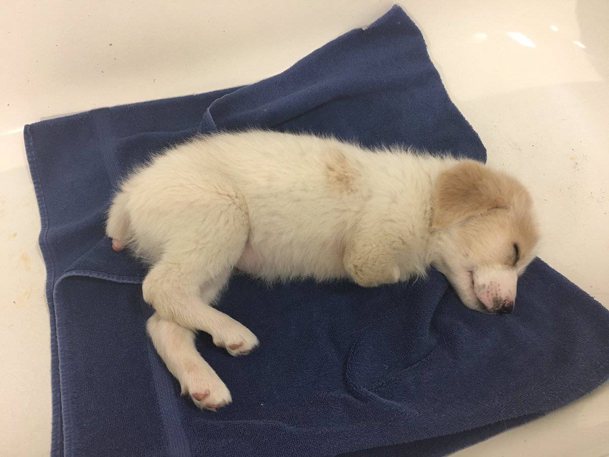 Собака обходчик ходит на 2 лапах. К чему снится собака без ног. Собака с вытянутой мордой. К чему снится собака без ног. Собака инвалид.