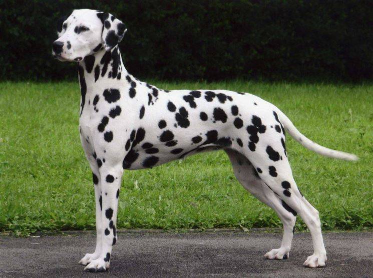 cane dalmata