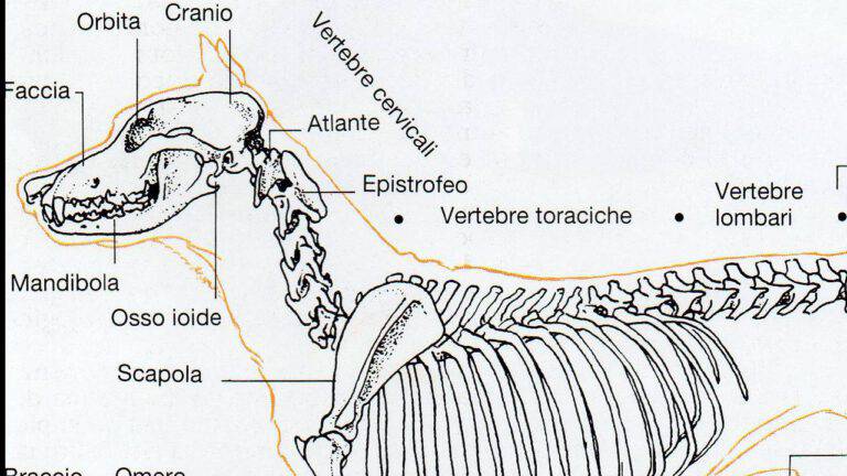 il sistema scheletrico (è formato da (tessuto osseo spugnoso
