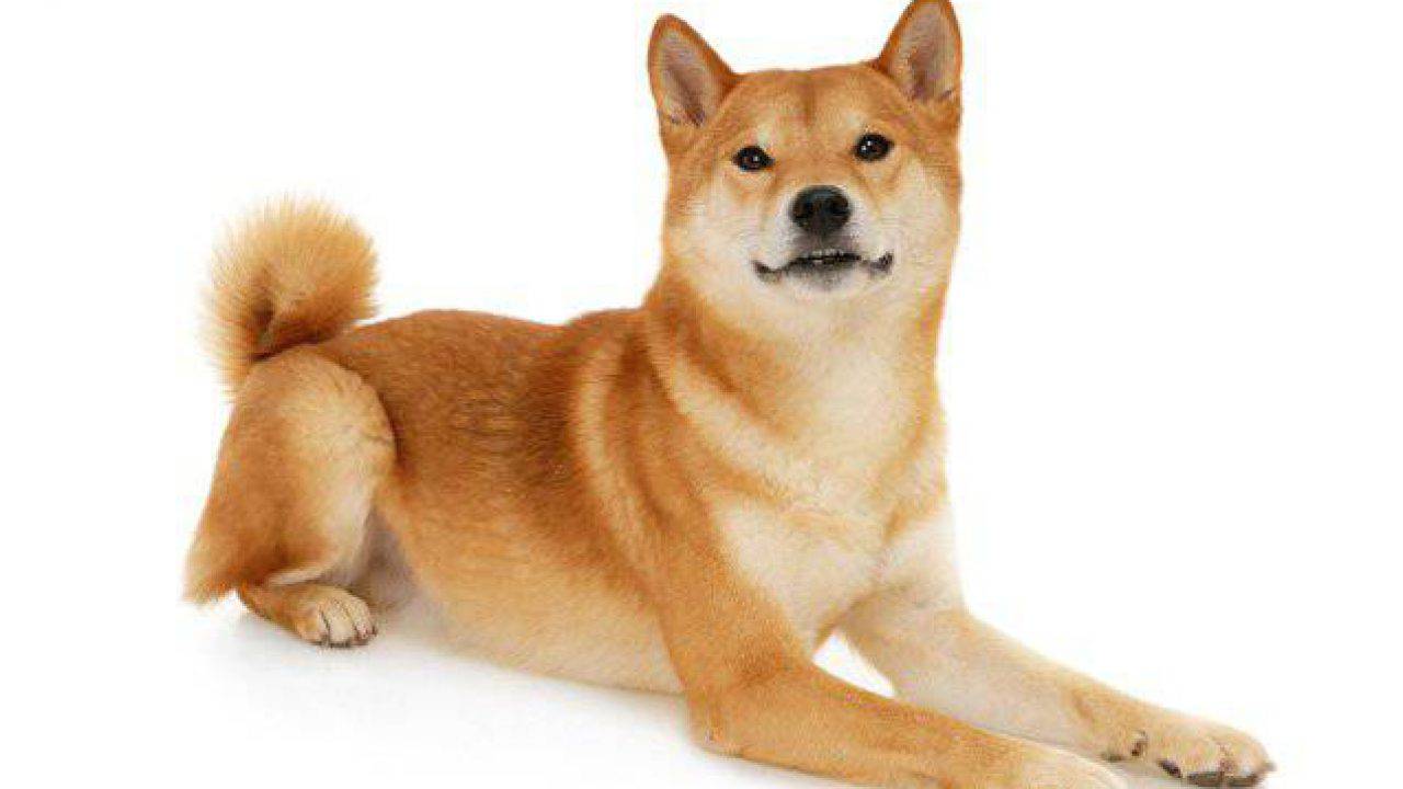 Lo Shiba Inu Scheda Completa Di Questa Razza Di Tipo Spitz