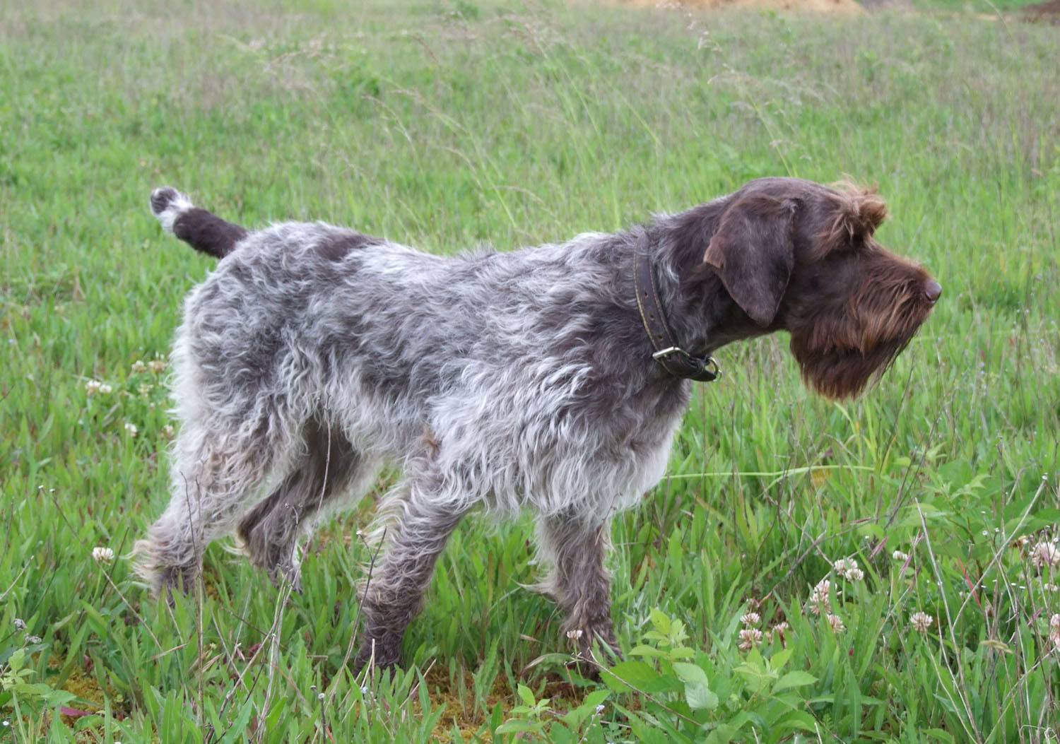 Il Griffone A Pelo Duro Detto Korthals Amoreaquattrozampe It