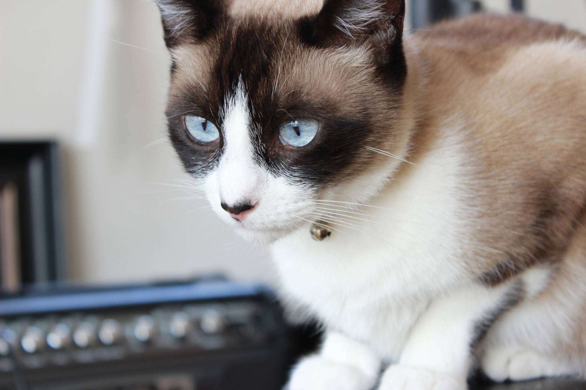 Рассмотрите фотографию кошки породы сноу шу. Сиамский Сноу-Шу. Сноу-Шу кошка. Сиамский кот Сноу Шу. Порода котов Сноу Шу.