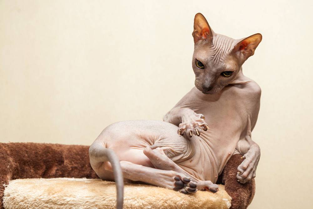 sphynx