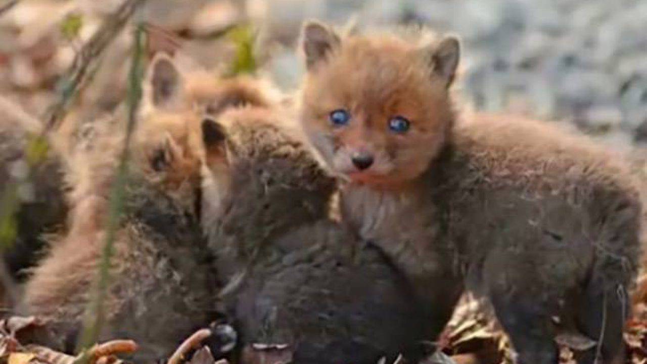 Cucciolo Di Volpe Salvato Ai Castelli Romani Presto Sara Liberato