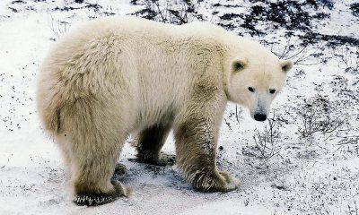 Orso polare ©Getty