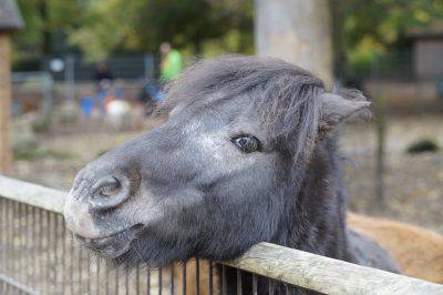 pony animale domestico