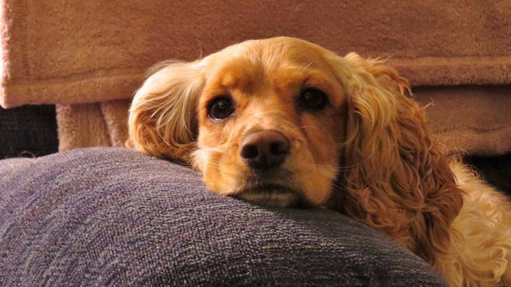 cane cocker spaniel caratteristiche