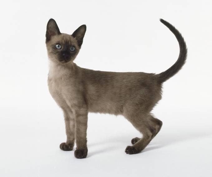 Il Tonkinese: un gatto tutto dire - amoreaquattrozampe.it