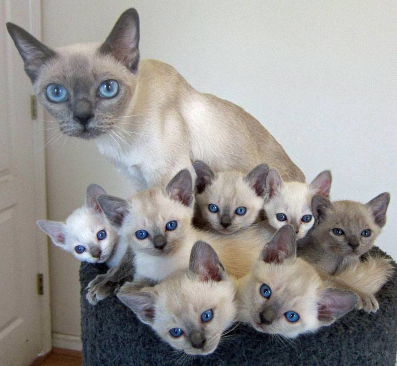 tonkinese