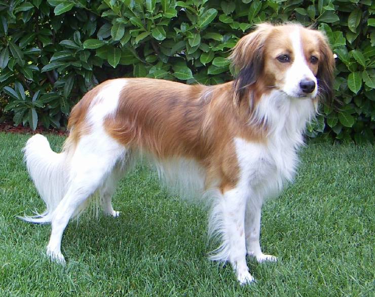 Kooikerhondje un eccellente e instancabile lavoratore