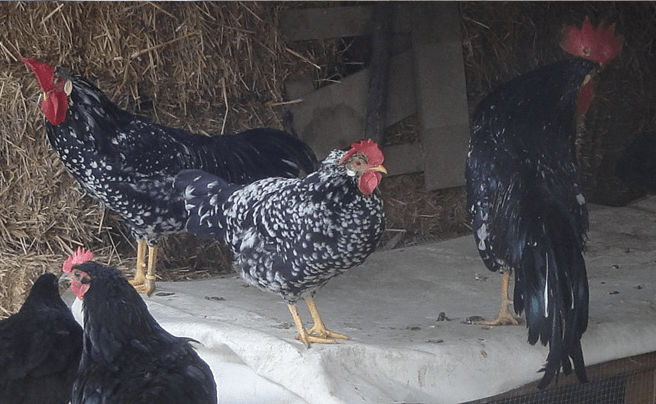 Quanto Vive Una Gallina Senza Testa