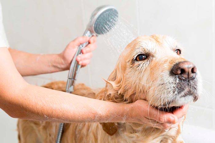 fare il bagno al cane