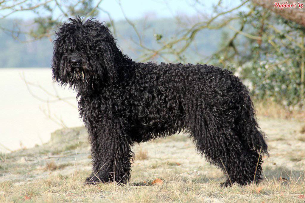 Razza Cani Dal Pelo Lanoso E Baffi Ispidi