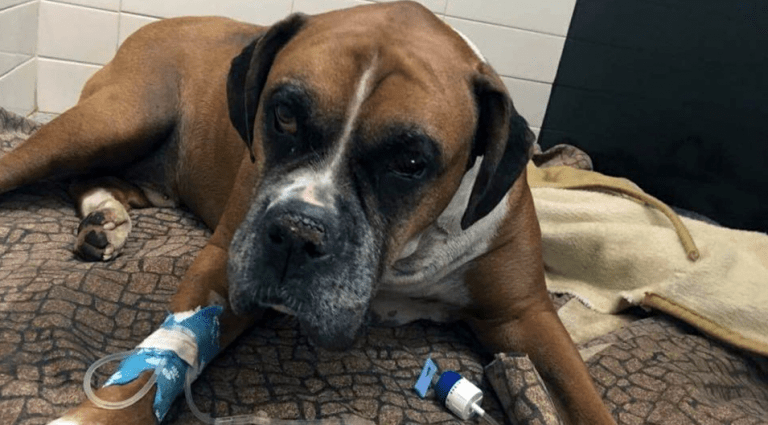 Sognare Il Proprio Cane Morto Ancora Vivo