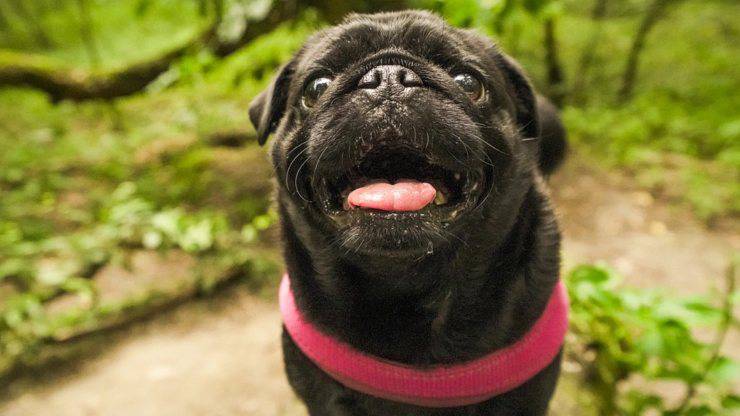 carlino cani dal muso nero pug