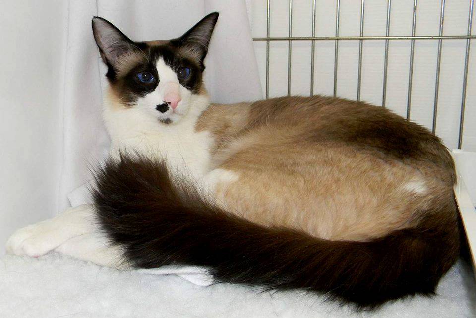 Il Seychellois un felino dalle esigenze particolari