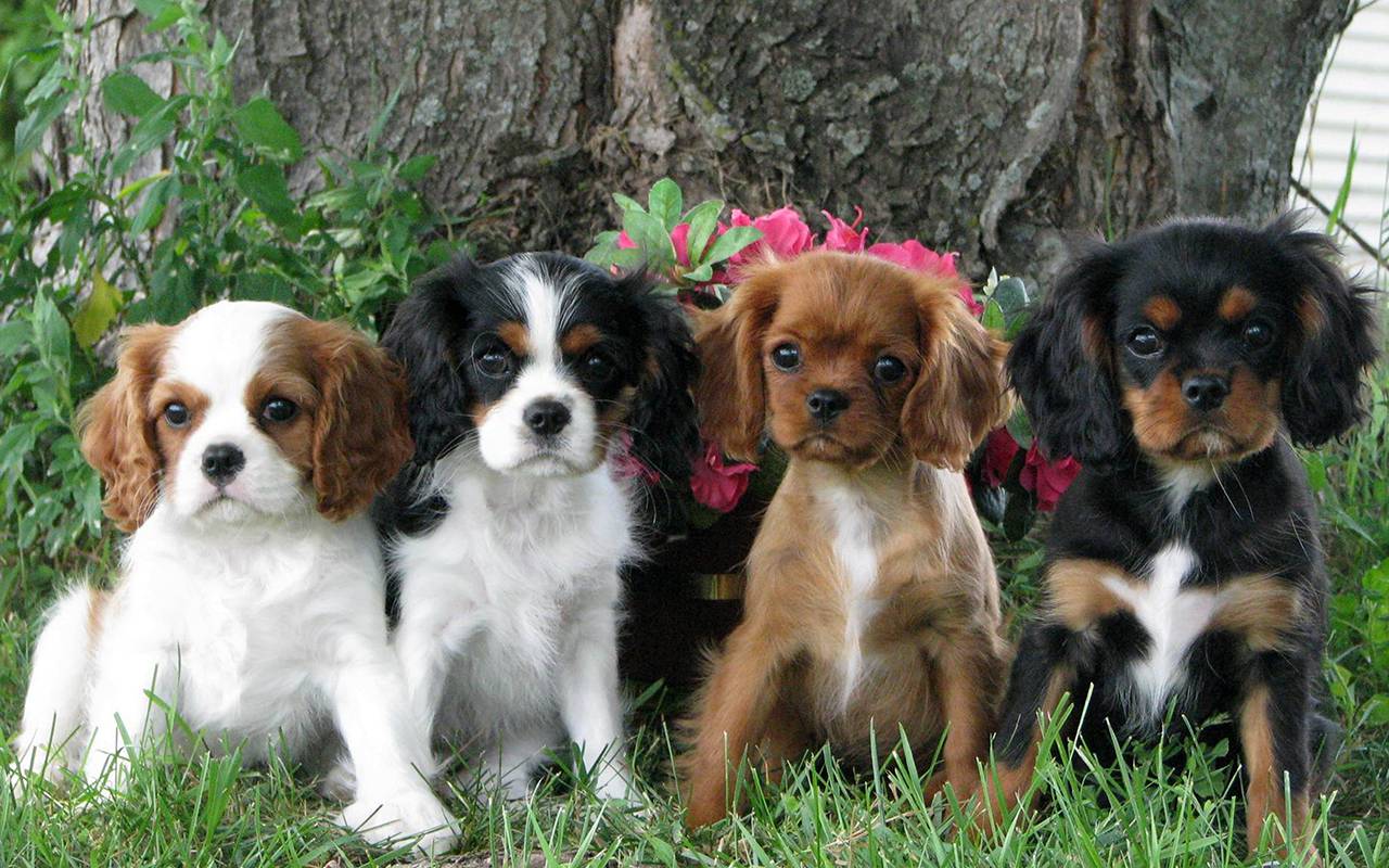 King Charles Spaniel Un Adorabile Fedele Compagno