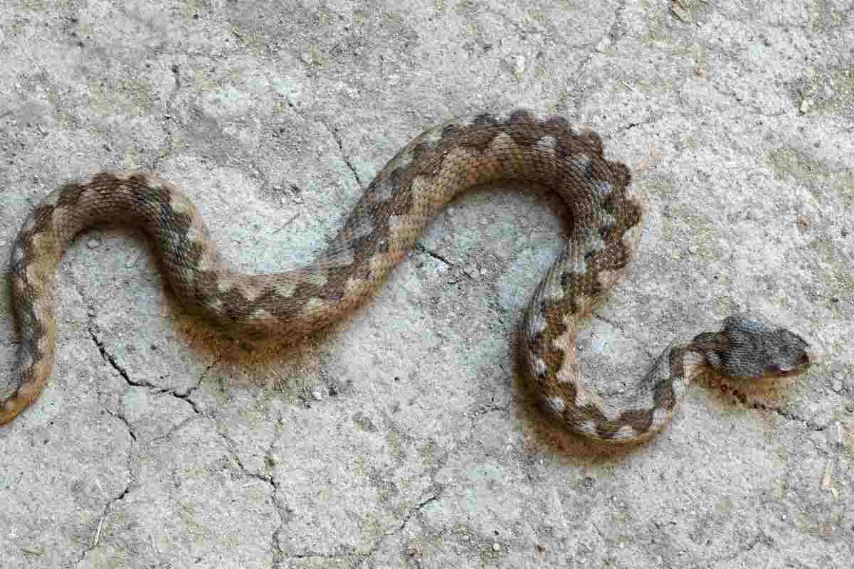 vipera che striscia