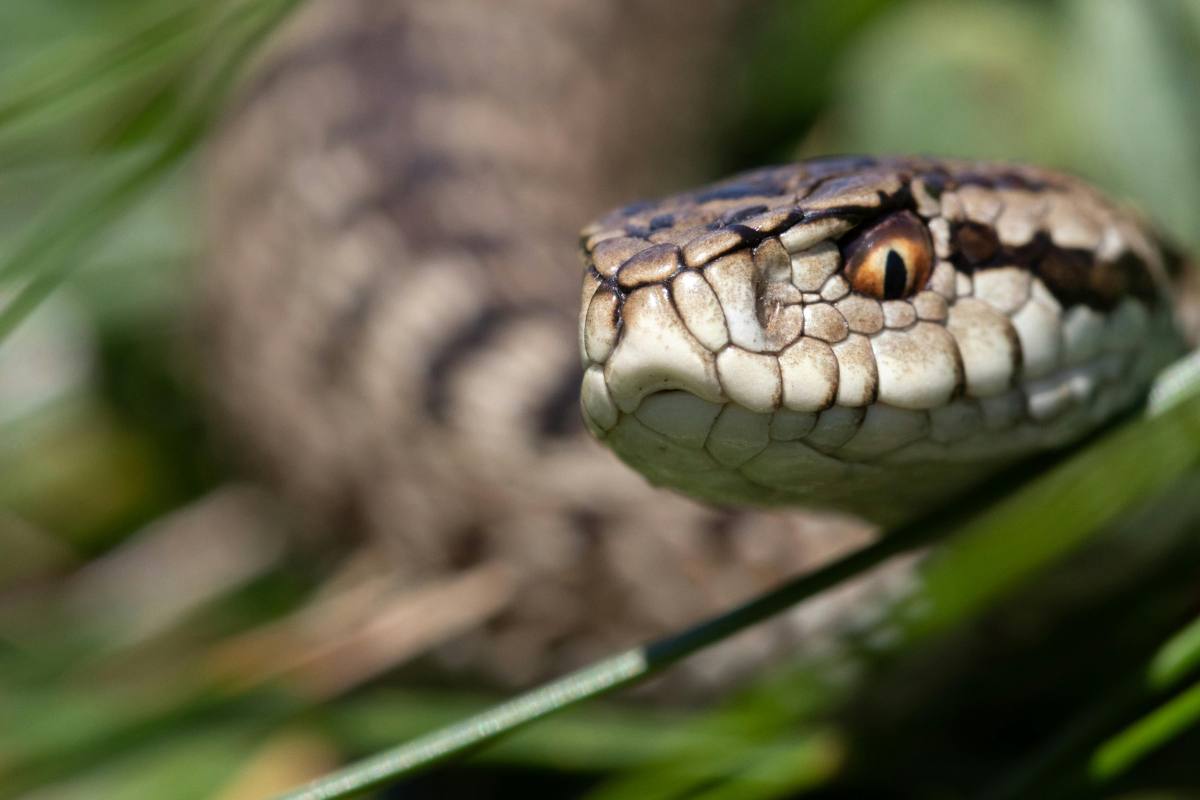 vipera