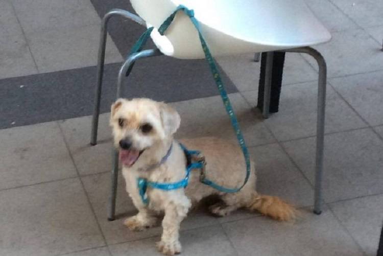 Lo Sfogo Di Un Cane Riassunto