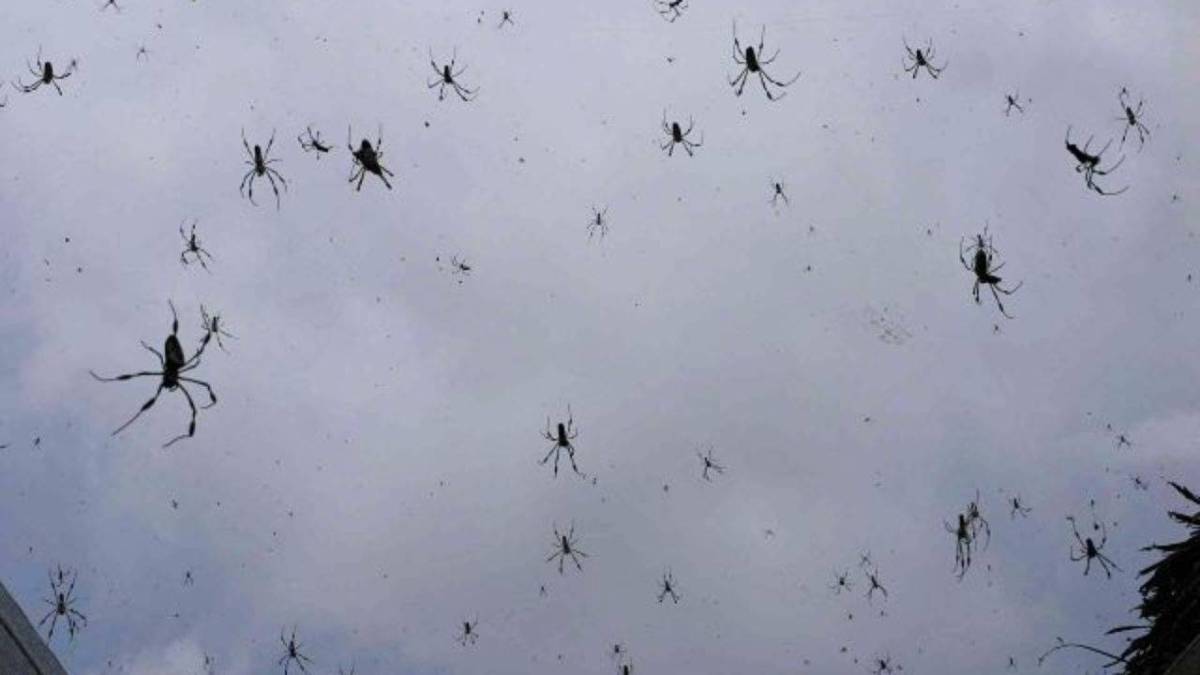 La Stagione Dei Ragni In Australia