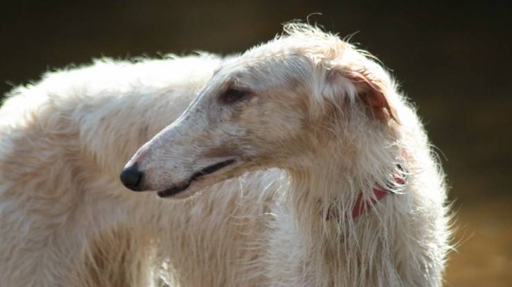 razze cani abbaiano di meno o poco borzoi