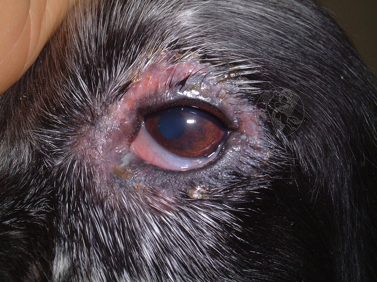 La Congiuntivite Nel Cane Come Possiamo Risolvere Il Problema