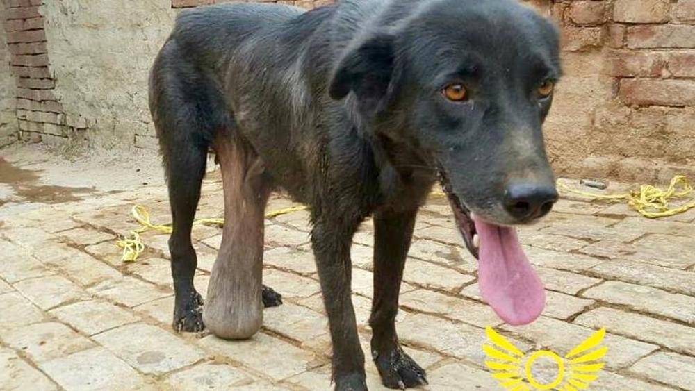 Cane con tumore gigantesco che gli impediva di camminare trova casa