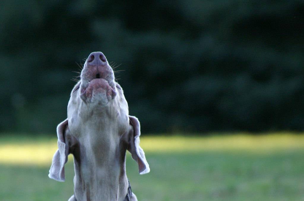 Perchè I Cani Ululano Quando Passa L Ambulanza
