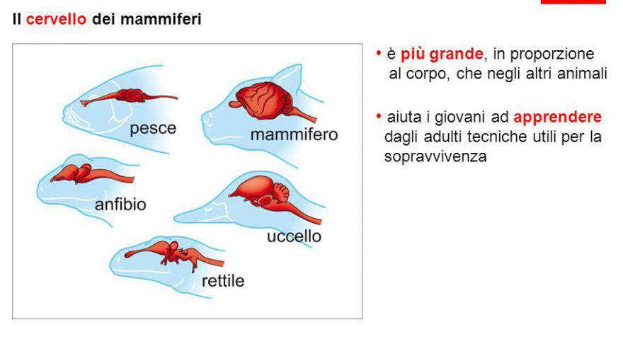 encefalo animali