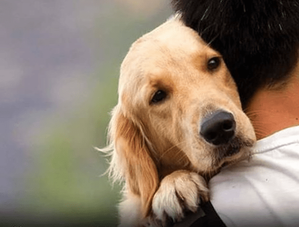 Le Storie Di Animali Piu Belle E Commoventi Del 18