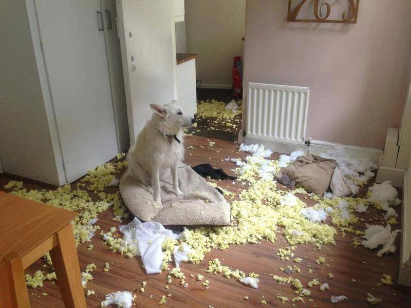 cane distrugge casa
