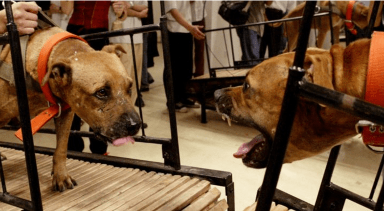 Amare Troppo Gli Animali è Un Male