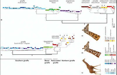 nuove specie di giraffe 