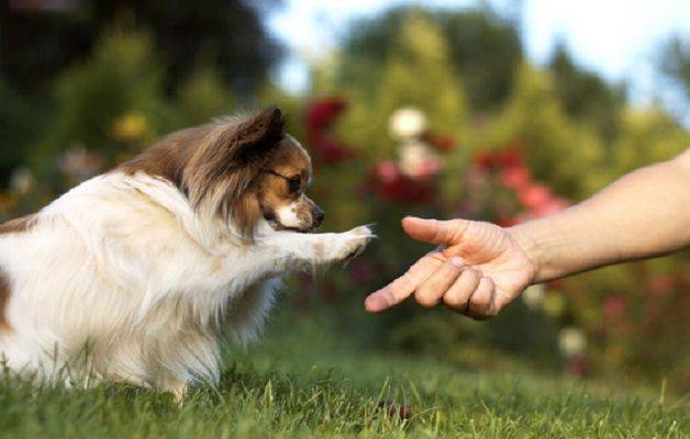 comunicazione cane