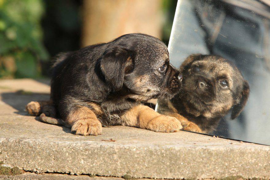 cucciolo allo specchio