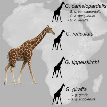 nuove specie di giraffe